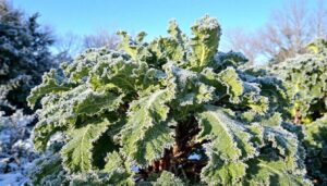 Palmkohl: Das vergessene Wintergemüse, das Minusgrade liebt