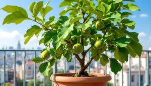 Feigenbaum im Kübel: Warum ein zu frühes Ausräumen die Ernte gefährdet