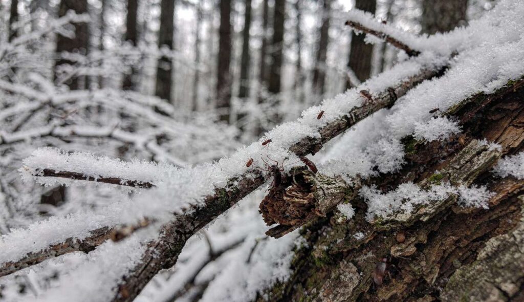 Läuse, Zecken und Borkenkäfer: So wirkt der kalte Winter auf Schädlinge