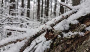 Läuse, Zecken und Borkenkäfer: So wirkt der kalte Winter auf Schädlinge